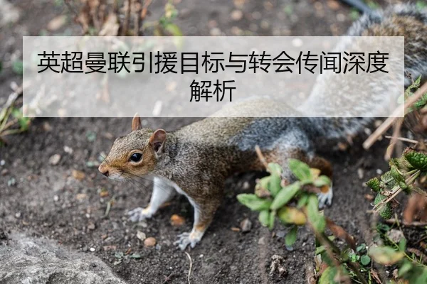 英超曼联引援目标与转会传闻深度解析